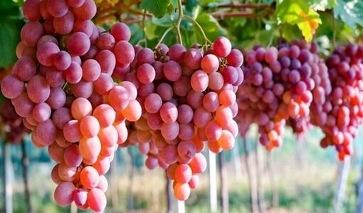 توسعه کشت گلخانه‌ای انگور؛ راهکاری برای افزایش بهره‌وری آب و کاهش خسارت‌های اقلیمی