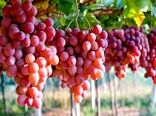 توسعه کشت گلخانه‌ای انگور؛ راهکاری برای افزایش بهره‌وری آب و کاهش خسارت‌های اقلیمی