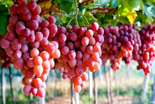 توسعه کشت گلخانه‌ای انگور؛ راهکاری برای افزایش بهره‌وری آب و کاهش خسارت‌های اقلیمی