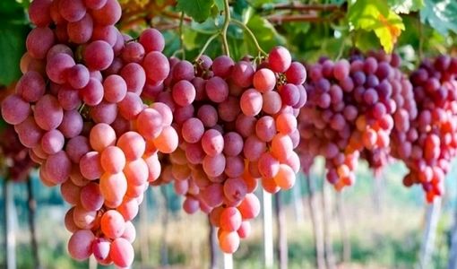توسعه کشت گلخانه‌ای انگور؛ راهکاری برای افزایش بهره‌وری آب و کاهش خسارت‌های اقلیمی