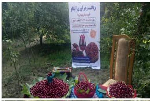 اولین جشنواره آلبالو در شهرستان بروجرد برگزارشد