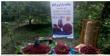 اولین جشنواره آلبالو در شهرستان بروجرد برگزارشد