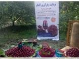 اولین جشنواره آلبالو در شهرستان بروجرد برگزارشد