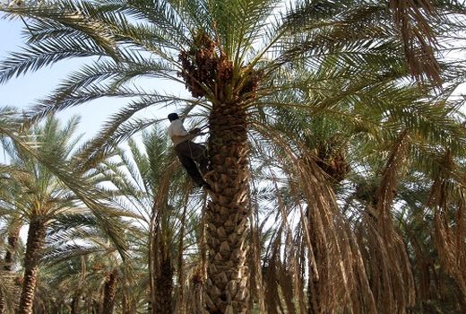 کام فارس شیرین از خرمای مُهر