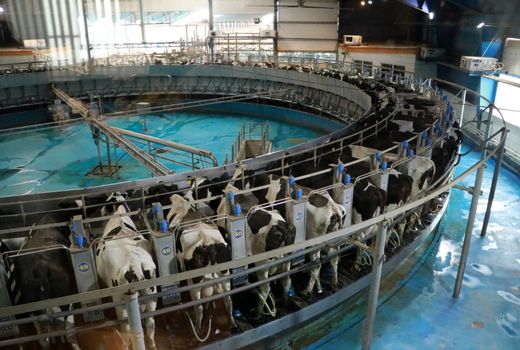 پیش‌بینی تولید یک میلیون تن شیر خام در استان قزوین 