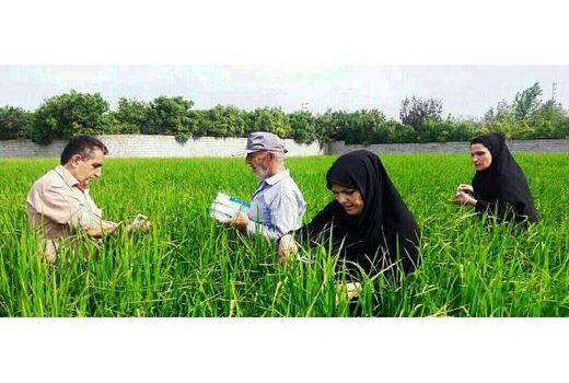 مبارزه بیولوژیک با آفات در 2000 هکتار از شالیزارهای محمودآباد