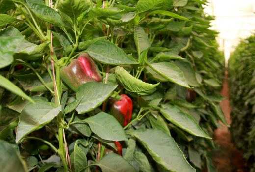 شرکت شهرک‌های کشاورزی در چهارمحال و بختیاری فعال می‌شود