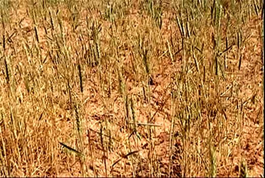 خسارت خشکسالی به مزارع گندم دیم کازرون 