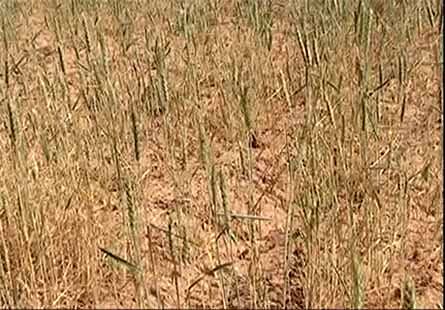 خسارت خشکسالی به مزارع گندم دیم کازرون 
