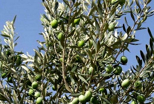 کار برداشت زیتون در سروستان آغاز شده است