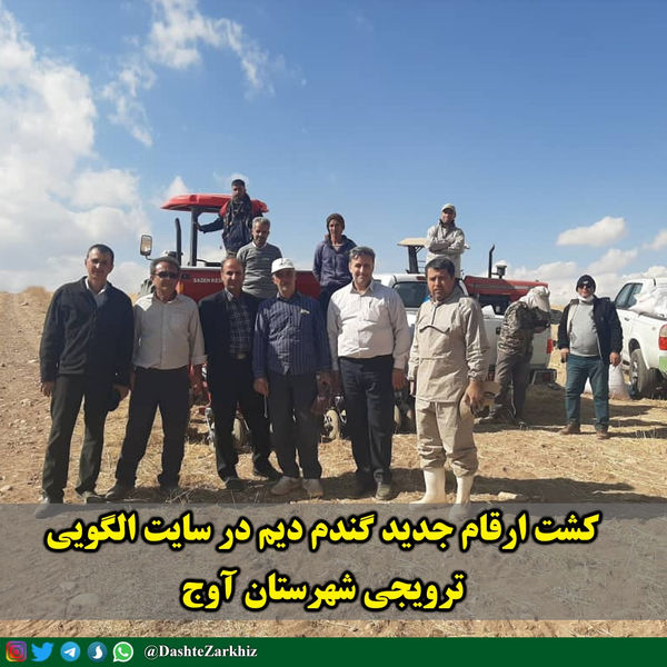 کشت ارقام جدید گندم دیم در سایت الگویی، ترویجی و آموزشی شهرستان آوج