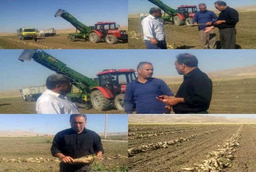  آغاز برداشت چغندرقند پاییزه در شهرستان سرپلذهاب 