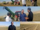  آغاز برداشت چغندرقند پاییزه در شهرستان سرپلذهاب 