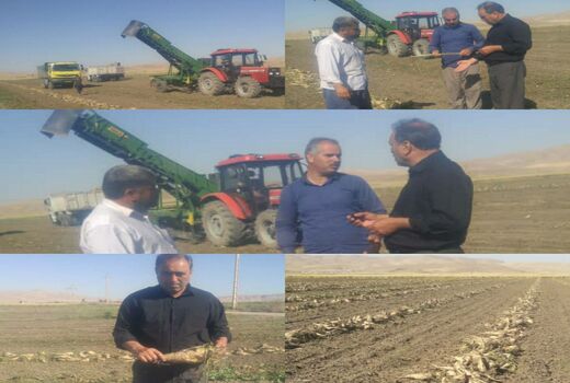  آغاز برداشت چغندرقند پاییزه در شهرستان سرپلذهاب 
