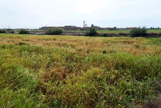 احتمال شیوع برخی بیماری‌های گندم در شیروان