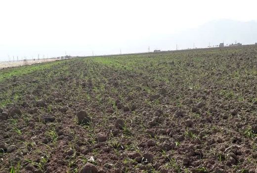 کاشت بیش از 25 هزار هکتار گندم در اقلید 