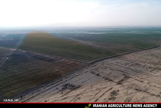 5000 هکتار درختکاری برای مقابله با گرد و غبار خوزستان 