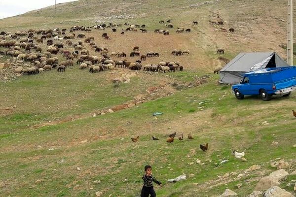 ۶۵ درصد جمعیت دامی ایلام متعلق به عشایر است