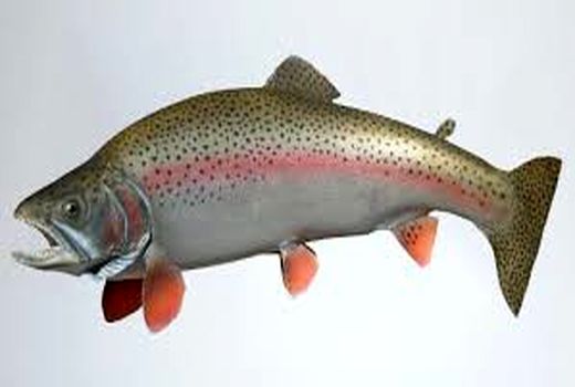 سالانه بیش از ۱۰ هزار تن از آبزیان تولیدی به استان‌های متقاضی عرضه می‌شود