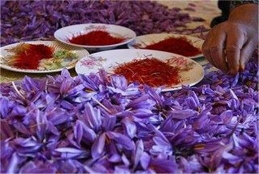 بازارچه زعفران فاروج همزمان با برداشت محصول افتتاح می‌شود