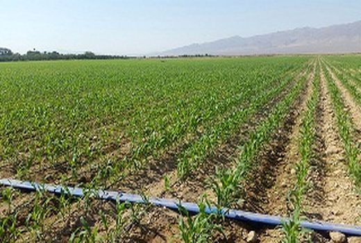 پرداخت 676 میلیارد ریال تسهیلات رونق تولید در بخش کشاورزی استان مرکزی