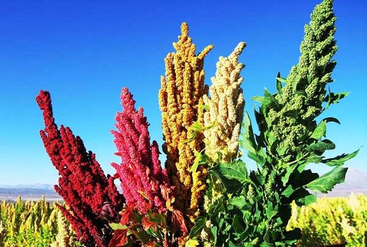  7800 هکتار سطح زیر کشت گیاهان دارویی در استان کرمان