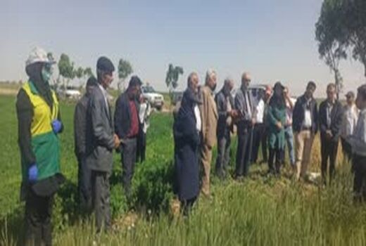  آشنایی کشاورزان پیشرو استان قزوین با ارقام جدید و پربازده گندم در مزارع کشاورزی