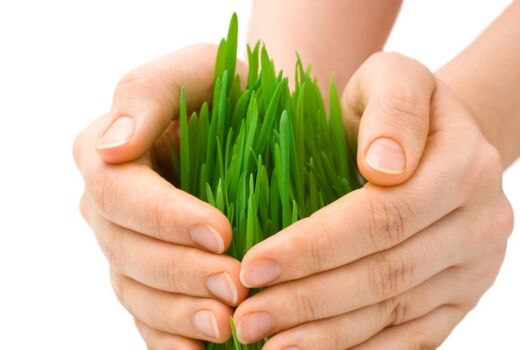 برنامه‌ریزی برای بیمه فراگیر گندم در سال آینده