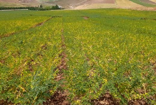 قرارداد انتقال دانش فنی تولید و تکثیر ارقام نخود پاییزه 