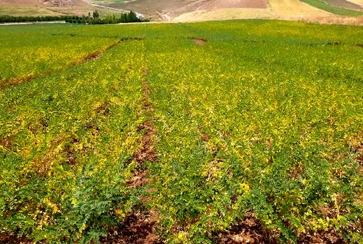 قرارداد انتقال دانش فنی تولید و تکثیر ارقام نخود پاییزه 
