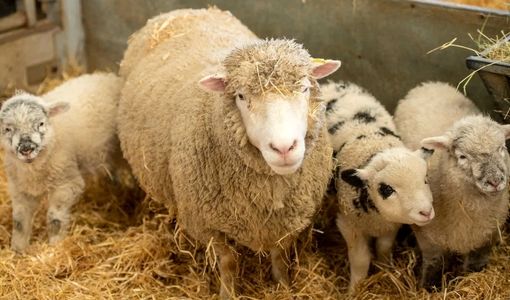 مدیریت هوشمندانه آبستنی؛ کلید سلامت و رشد بره‌ها و بزغاله‌ها