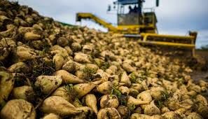 پیش‌بینی برداشت 350 هزار تن چغندر قند در دزفول