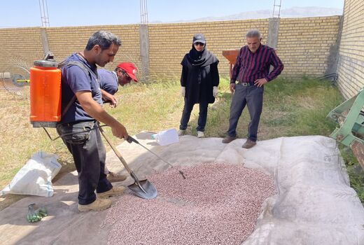 اجرای طرح بذرمال باکتریایی در مزارع لوبیای اقلید