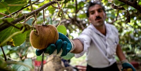 صادرات زودهنگام "کیوی هایوارد گیلان" ممنوع شد
