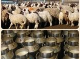 ضرورت ایجاد میدان عرضه دام ومرکز جمع آوری شیر در سربیشه