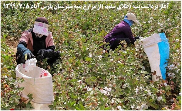 آغاز برداشت پنبه در  بیش از 11 هزار هکتار  از  شهرستان پارس آباد مغان 