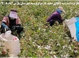 آغاز برداشت پنبه در  بیش از 11 هزار هکتار  از  شهرستان پارس آباد مغان 