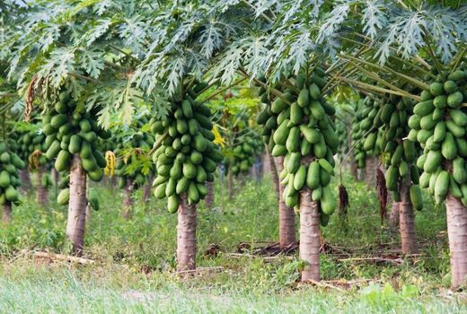 افزایش رشد و گلدهی میوه‌های گرمسیری با توزیع کود در آبادان