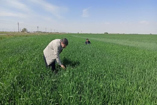مبارزه با آفت سن غلات در بیش از 4هزار هکتار از مزارع آبیک