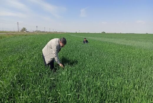 مبارزه با آفت سن غلات در بیش از 4هزار هکتار از مزارع آبیک