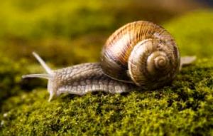 حمله حلزونها به باغ ویلاهای خراسان شمالی