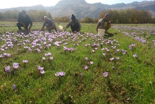 تولید 2185 کیلوگرم زعفران در استهبان