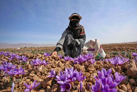 بازی ارزی واردکنندگان با دامپینگ زعفران