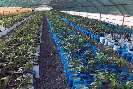 تولید ۳ میلیون اصله نهال در اصفهان