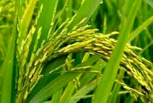 معرفی ارقام اصلاح‌شده رقم‌های جدید « گیلار» و «طلوع»  