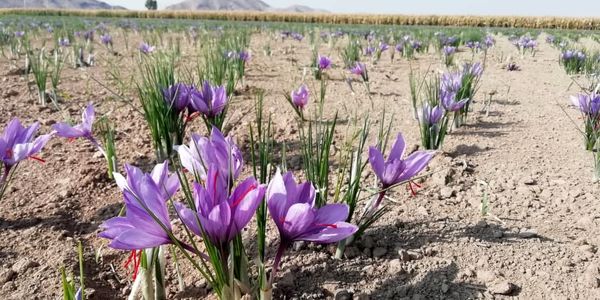 برداشت زعفران درفسا درحال انجام است 