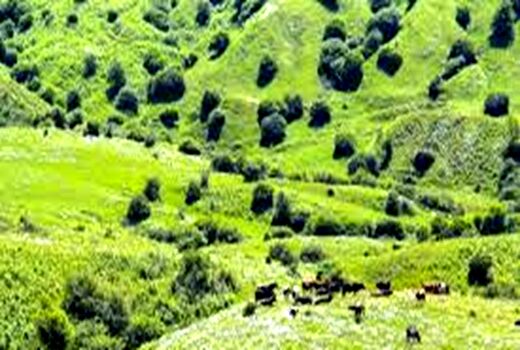 فرمانده حفاظت منابع طبیعی خراسان شمالی در زمینه تخریب مراتع هشدار داد