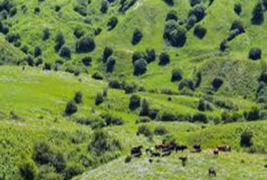 فرمانده حفاظت منابع طبیعی خراسان شمالی در زمینه تخریب مراتع هشدار داد
