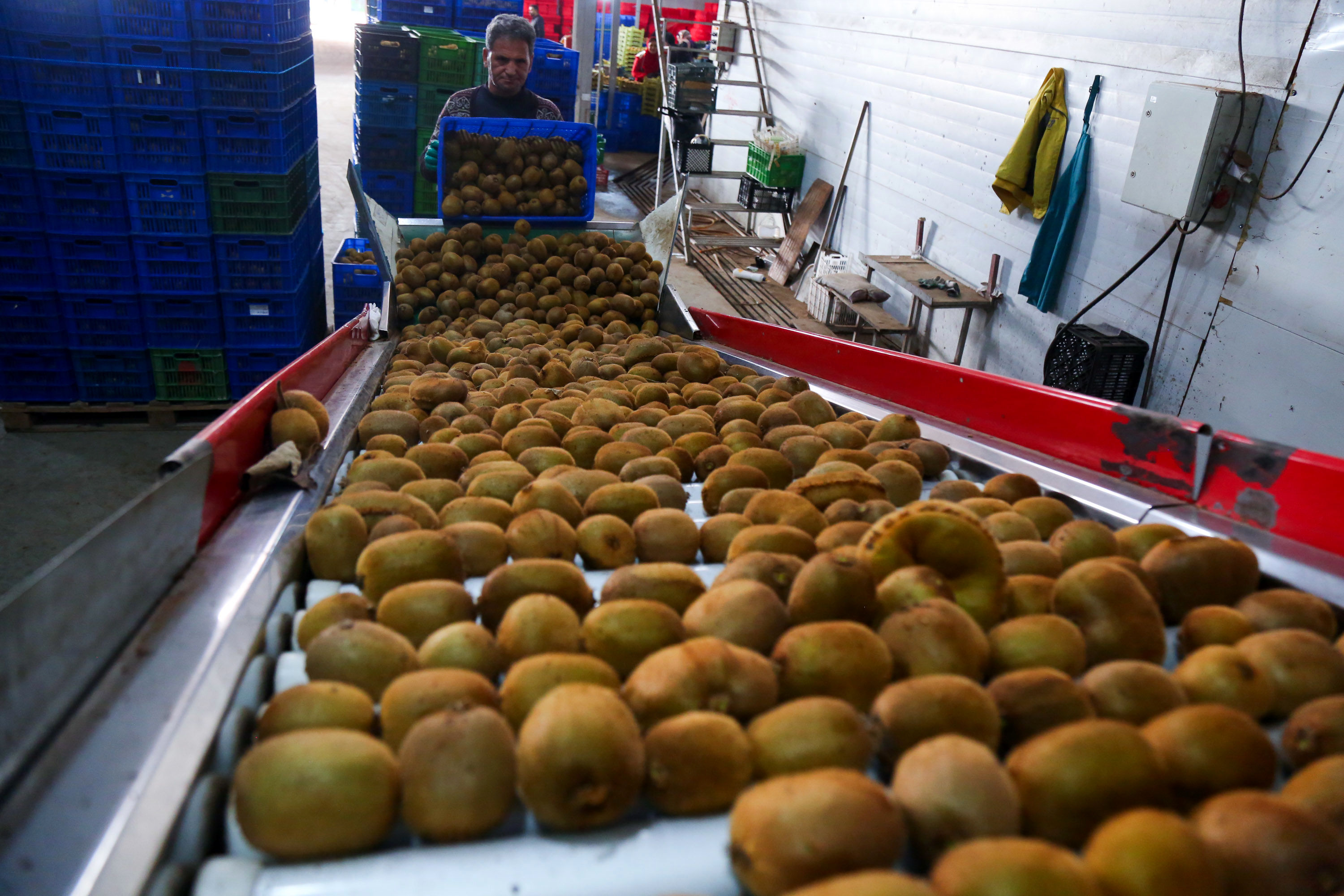  میوه ای شگفت انگیز به نام کیوی 