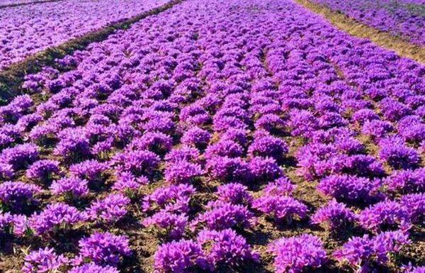 کشت و تولید زعفران در خراسان شمالی سیر صعودی داشته است